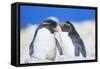 Two Rockhopper penguins (Eudyptes chrysocome chrysocome) showing affection-Marco Simoni-Framed Stretched Canvas