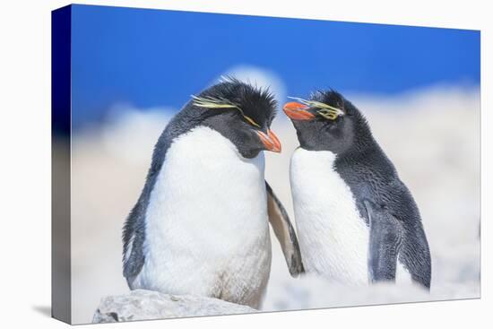 Two Rockhopper penguins (Eudyptes chrysocome chrysocome) showing affection-Marco Simoni-Stretched Canvas