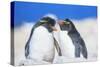 Two Rockhopper penguins (Eudyptes chrysocome chrysocome) showing affection-Marco Simoni-Stretched Canvas