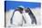 Two Rockhopper penguins (Eudyptes chrysocome chrysocome) showing affection-Marco Simoni-Stretched Canvas