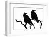 Two Rooks silhouetted as they perch in a tree at their roost site, Gloucestershire, UK-Nick Upton-Framed Photographic Print