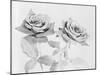 Two Roses-Philip Gendreau-Mounted Photographic Print