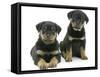 Two Rottweiler Pups, 8 Weeks Old-Jane Burton-Framed Stretched Canvas
