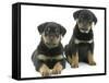 Two Rottweiler Pups, 8 Weeks Old-Jane Burton-Framed Stretched Canvas