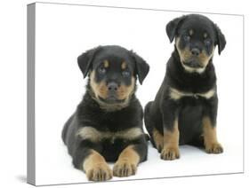 Two Rottweiler Pups, 8 Weeks Old-Jane Burton-Stretched Canvas
