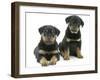 Two Rottweiler Pups, 8 Weeks Old-Jane Burton-Framed Photographic Print