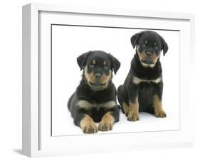 Two Rottweiler Pups, 8 Weeks Old-Jane Burton-Framed Photographic Print