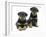 Two Rottweiler Pups, 8 Weeks Old-Jane Burton-Framed Photographic Print