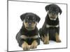Two Rottweiler Pups, 8 Weeks Old-Jane Burton-Mounted Photographic Print