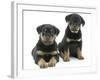 Two Rottweiler Pups, 8 Weeks Old-Jane Burton-Framed Photographic Print