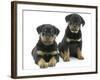 Two Rottweiler Pups, 8 Weeks Old-Jane Burton-Framed Photographic Print