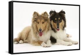 Two Rough Collies, 5 Months-Mark Taylor-Framed Stretched Canvas
