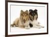 Two Rough Collies, 5 Months-Mark Taylor-Framed Photographic Print