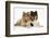 Two Rough Collies, 5 Months-Mark Taylor-Framed Photographic Print