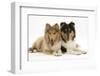 Two Rough Collies, 5 Months-Mark Taylor-Framed Photographic Print