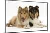 Two Rough Collies, 5 Months-Mark Taylor-Mounted Photographic Print