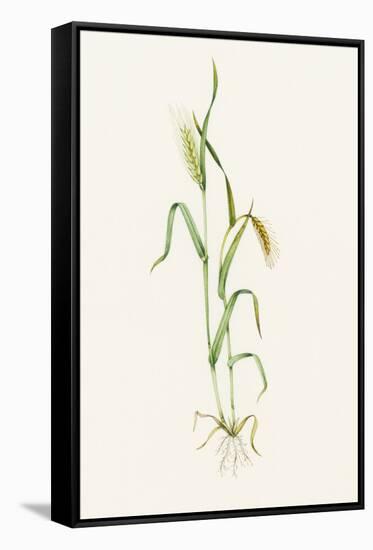 Two-row Barley (Hordeum Distichum)-Lizzie Harper-Framed Stretched Canvas