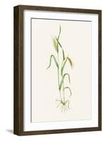 Two-row Barley (Hordeum Distichum)-Lizzie Harper-Framed Photographic Print