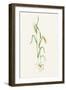 Two-row Barley (Hordeum Distichum)-Lizzie Harper-Framed Photographic Print