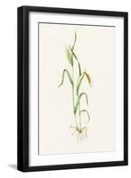 Two-row Barley (Hordeum Distichum)-Lizzie Harper-Framed Photographic Print