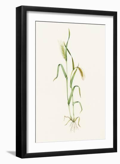 Two-row Barley (Hordeum Distichum)-Lizzie Harper-Framed Photographic Print