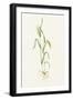 Two-row Barley (Hordeum Distichum)-Lizzie Harper-Framed Photographic Print