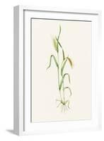 Two-row Barley (Hordeum Distichum)-Lizzie Harper-Framed Photographic Print