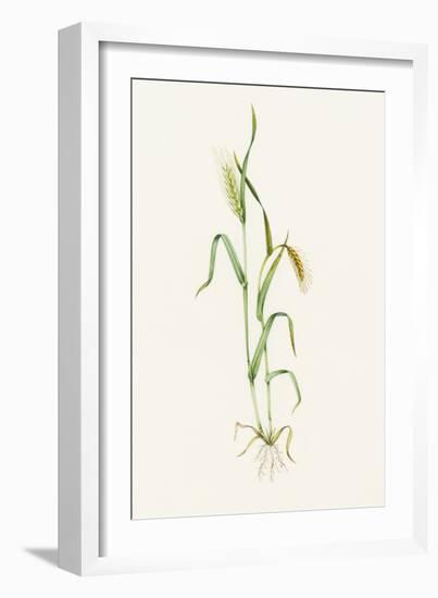 Two-row Barley (Hordeum Distichum)-Lizzie Harper-Framed Photographic Print