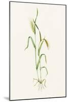 Two-row Barley (Hordeum Distichum)-Lizzie Harper-Mounted Photographic Print