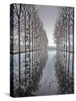 Two Rows of Poplar (Populus Sp-Pascal Tordeux-Stretched Canvas