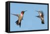 Two Ruby-Throated Hummingbirds, A Male And Female, Flying With A Blue Sky Background-Sari ONeal-Framed Stretched Canvas