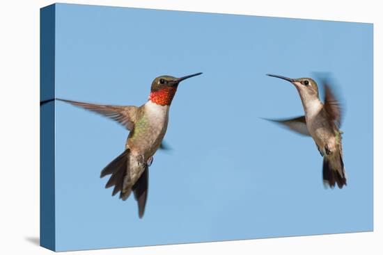 Two Ruby-Throated Hummingbirds, A Male And Female, Flying With A Blue Sky Background-Sari ONeal-Stretched Canvas