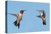 Two Ruby-Throated Hummingbirds, A Male And Female, Flying With A Blue Sky Background-Sari ONeal-Stretched Canvas