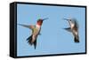 Two Ruby-Throated Hummingbirds, A Male And Female, Flying With A Blue Sky Background-Sari ONeal-Framed Stretched Canvas