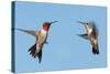 Two Ruby-Throated Hummingbirds, A Male And Female, Flying With A Blue Sky Background-Sari ONeal-Stretched Canvas