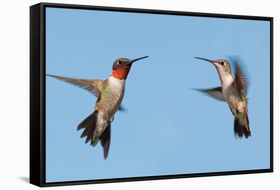 Two Ruby-Throated Hummingbirds, A Male And Female, Flying With A Blue Sky Background-Sari ONeal-Framed Stretched Canvas