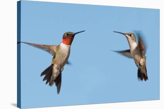 Two Ruby-Throated Hummingbirds, A Male And Female, Flying With A Blue Sky Background-Sari ONeal-Stretched Canvas