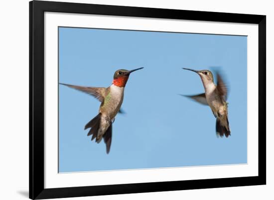 Two Ruby-Throated Hummingbirds, A Male And Female, Flying With A Blue Sky Background-Sari ONeal-Framed Photographic Print