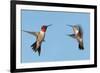 Two Ruby-Throated Hummingbirds, A Male And Female, Flying With A Blue Sky Background-Sari ONeal-Framed Photographic Print