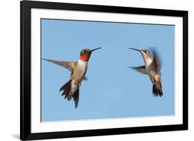 Two Ruby-Throated Hummingbirds, A Male And Female, Flying With A Blue Sky Background-Sari ONeal-Framed Photographic Print