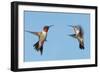 Two Ruby-Throated Hummingbirds, A Male And Female, Flying With A Blue Sky Background-Sari ONeal-Framed Photographic Print