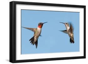 Two Ruby-Throated Hummingbirds, A Male And Female, Flying With A Blue Sky Background-Sari ONeal-Framed Photographic Print