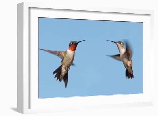 Two Ruby-Throated Hummingbirds, A Male And Female, Flying With A Blue Sky Background-Sari ONeal-Framed Photographic Print