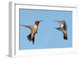 Two Ruby-Throated Hummingbirds, A Male And Female, Flying With A Blue Sky Background-Sari ONeal-Framed Photographic Print