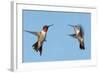 Two Ruby-Throated Hummingbirds, A Male And Female, Flying With A Blue Sky Background-Sari ONeal-Framed Photographic Print
