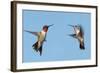 Two Ruby-Throated Hummingbirds, A Male And Female, Flying With A Blue Sky Background-Sari ONeal-Framed Photographic Print