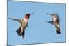 Two Ruby-Throated Hummingbirds, A Male And Female, Flying With A Blue Sky Background-Sari ONeal-Mounted Photographic Print