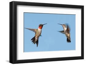 Two Ruby-Throated Hummingbirds, A Male And Female, Flying With A Blue Sky Background-Sari ONeal-Framed Photographic Print