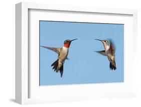 Two Ruby-Throated Hummingbirds, A Male And Female, Flying With A Blue Sky Background-Sari ONeal-Framed Photographic Print