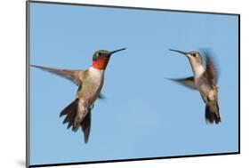 Two Ruby-Throated Hummingbirds, A Male And Female, Flying With A Blue Sky Background-Sari ONeal-Mounted Photographic Print